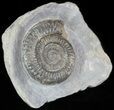 Dactylioceras Ammonite Stand Up - England #46571-2